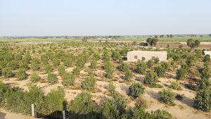 <p>Reducing water use in agriculture is key for Pakistan, a country facing severe water shortages. (Photo: Hasan Abdullah)</p>