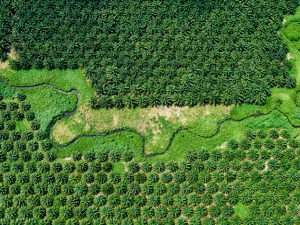 A palm oil plantation in the Solomon Islands