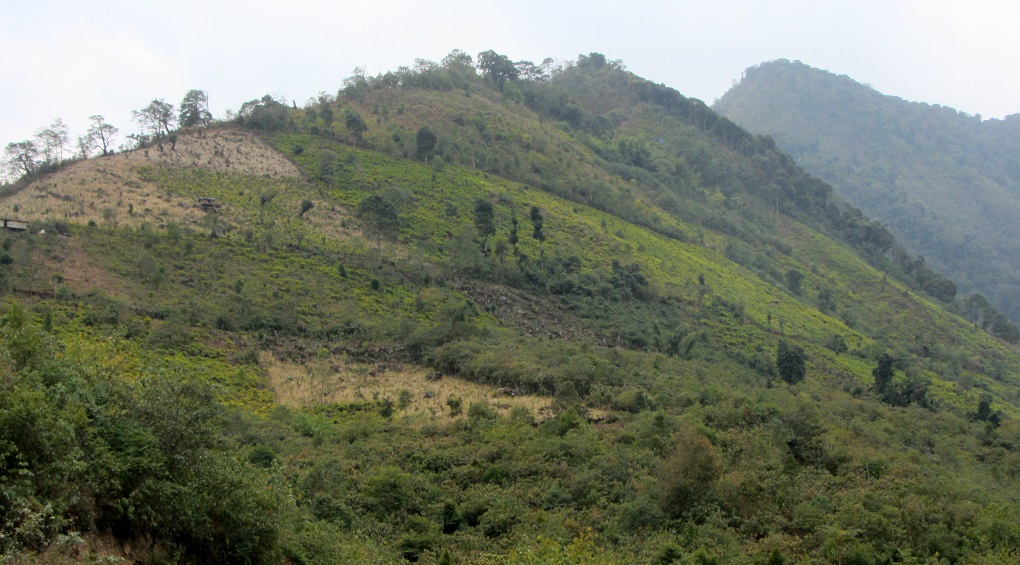 Acres of dense forests on hill slopes was cleared for jhum cultivation, and now the land is used for opium and cardamom plantation in Mishmi Hills of Arunachal Pradesh