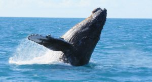 <p>The Abrolhos national park is rich in biodiversity and home to many species, such as the humpback whale (image: <a href="https://www.canva.com/photos/MADasYIGyIY-jubarte-baileia-abrolhos/?utm_medium=partner&amp;utm_source=pixabay&amp;utm_campaign=search_results&amp;utm_term=abrolhos&amp;utm_content=MADasYIGyIY">Canva</a>)</p>