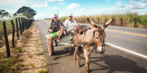 donkey brazil