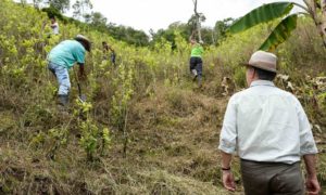 <p>Former Colombian president Juan Manuel Santos observes a coca subsititution programme (image: Colombian Presidency)</p>