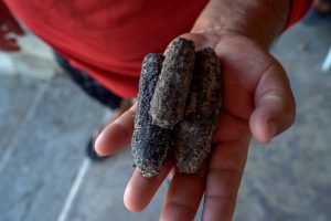 Close up of a collection of dried sea cucumbers in a man's hand