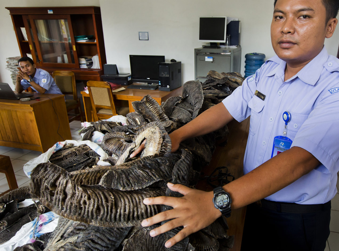 Ministry of Fisheries personnel display confiscated manta ray gills in their offices on the island of Bali in 2014. (Image: Paul Hilton)