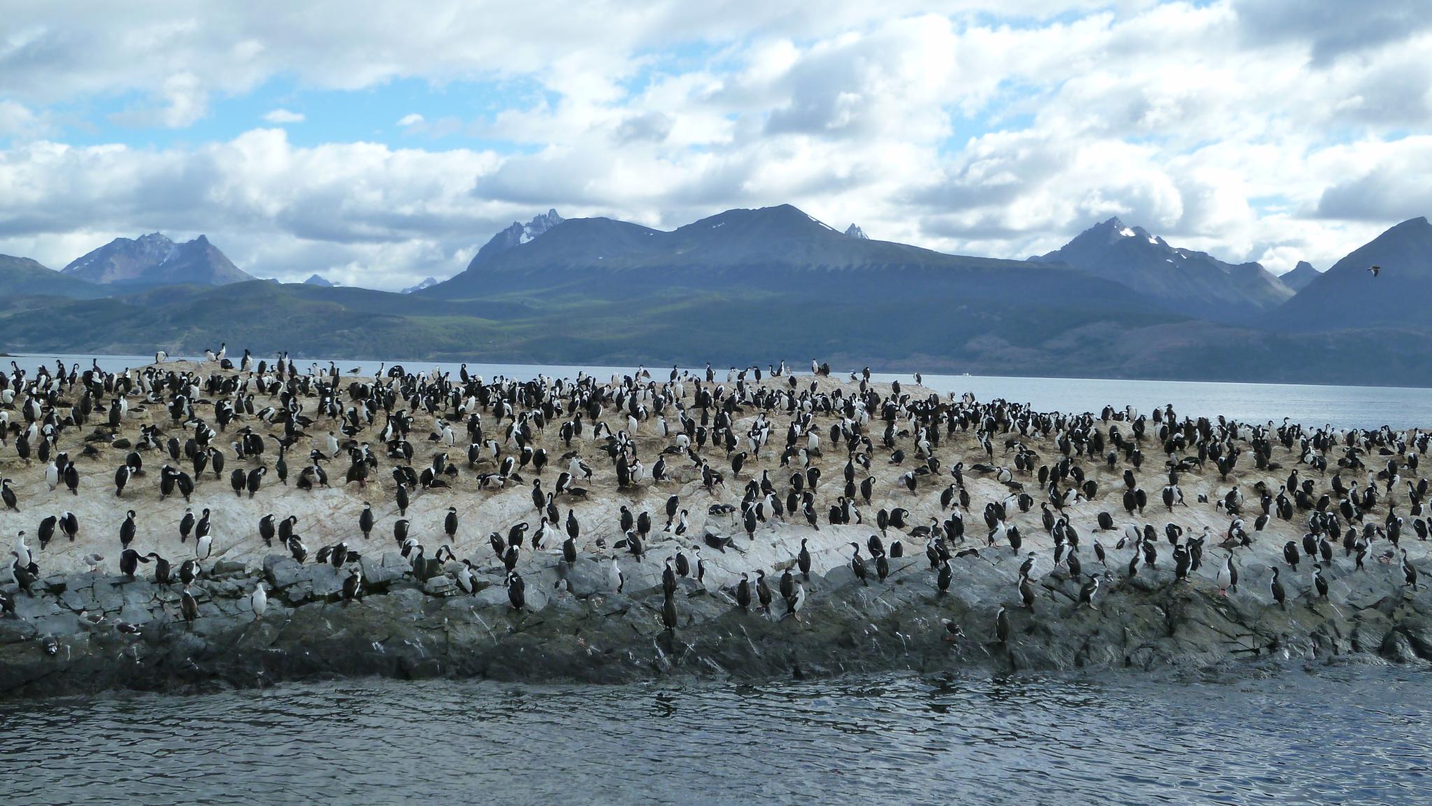<p>El nuevo informe del IPCC sobre los océanos advirtió sobre los impactos del calentamiento global en biomas específicos como la región Sub-Antártica de América del Sur (imagen: <a href="https://flickr.com/photos/vtpoly/8282360128/">VT Polywoda</a>)</p>