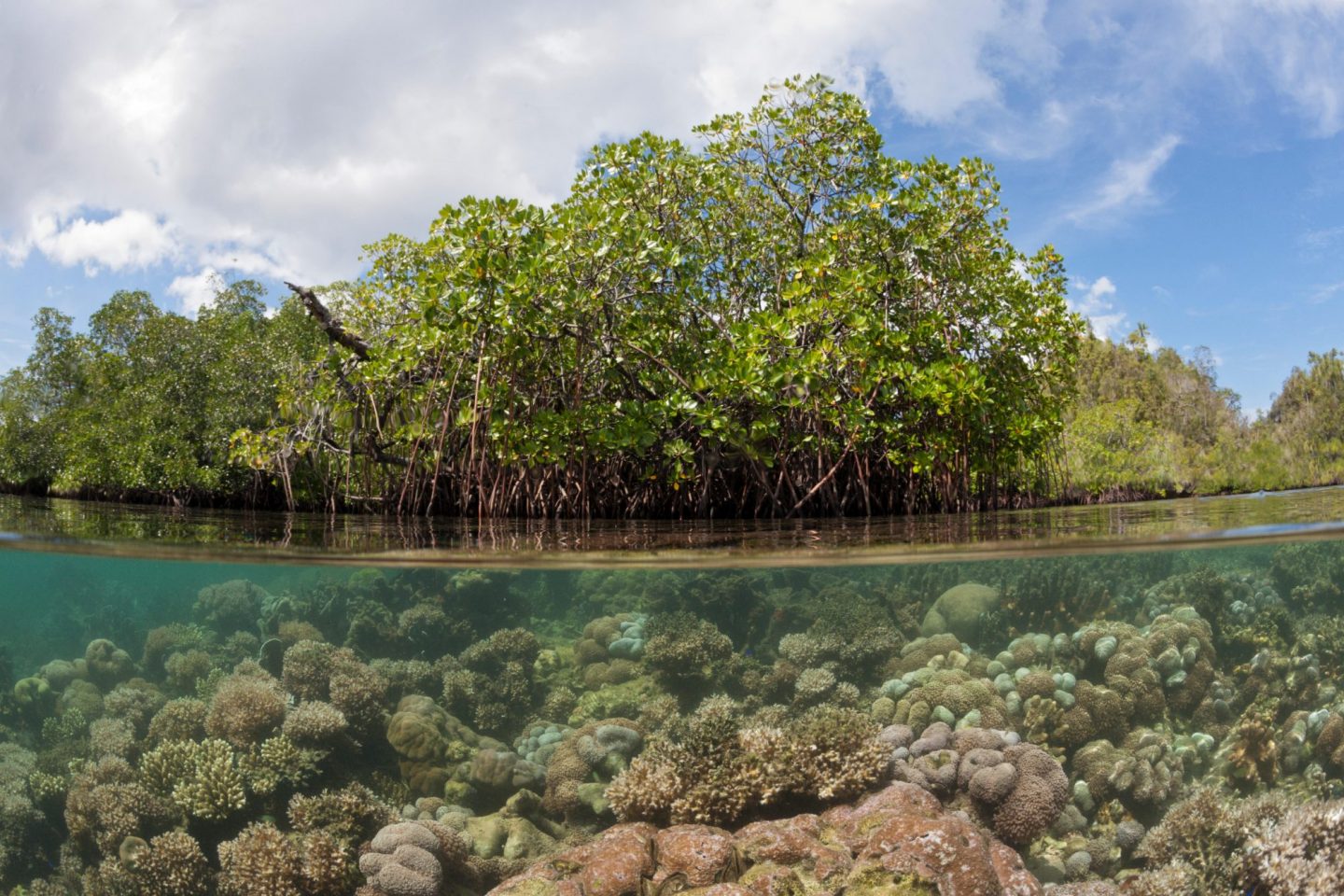 Mangroves, Raja Ampat, West Papua, Indonesia