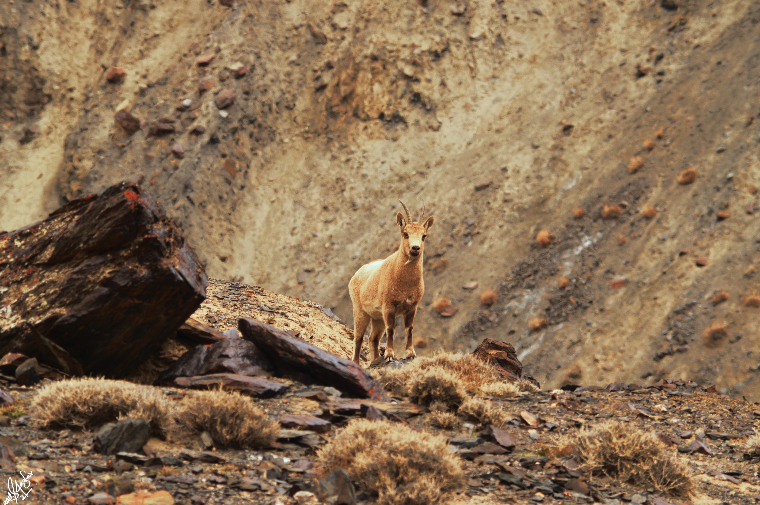 <p>A young ibex, with small horns, in Hunza [image by: Saad636/Wikimedia]</p>