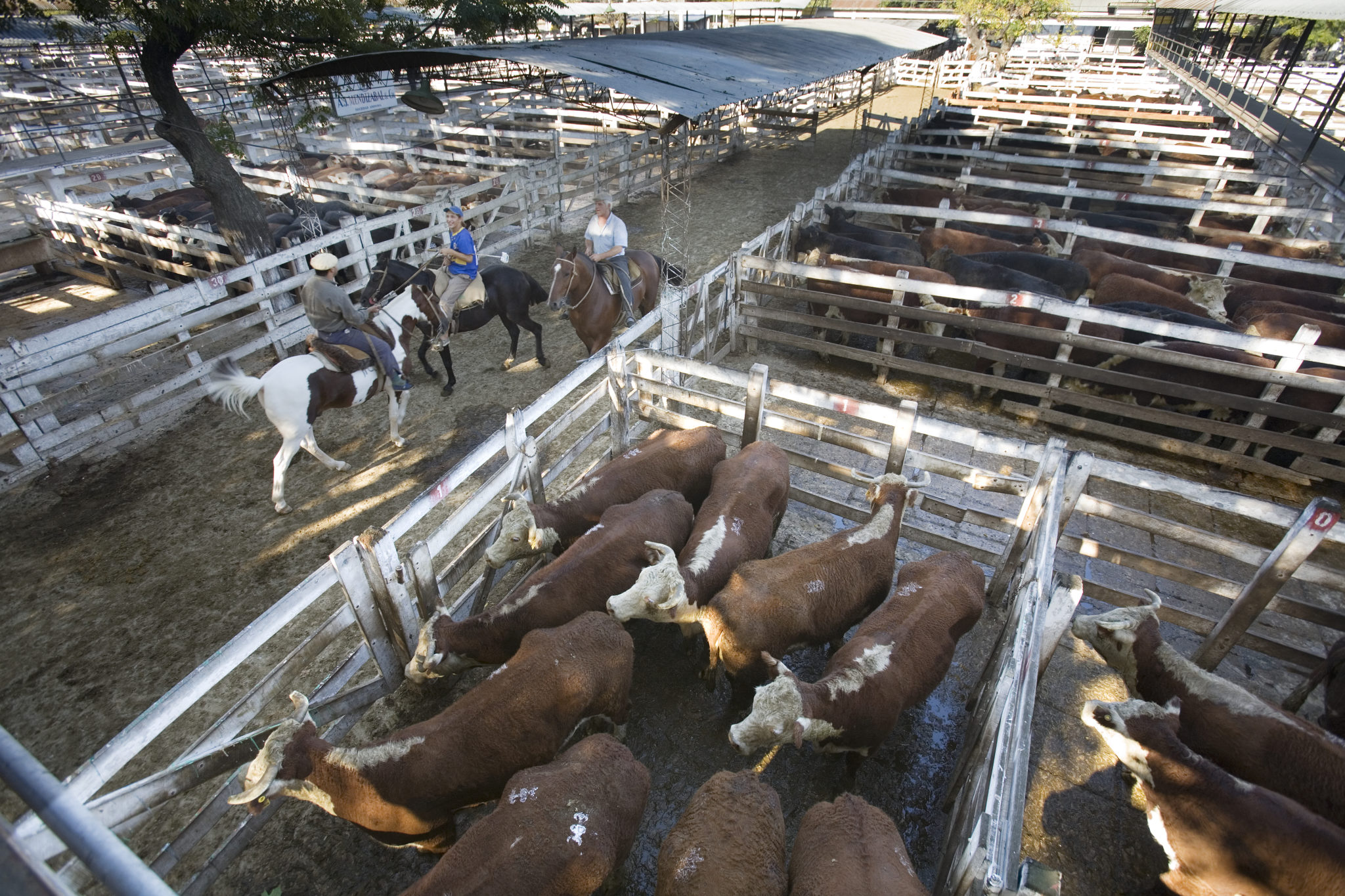 <p>La expansión de la soja y la carne en Argentina podría tener consecuencias devastadoras para el ambiente y la economía (imagen: <a href="https://commons.wikimedia.org/wiki/File:Vacas_Liniers_-_6053.jpg">Jorge Royan</a>)</p>