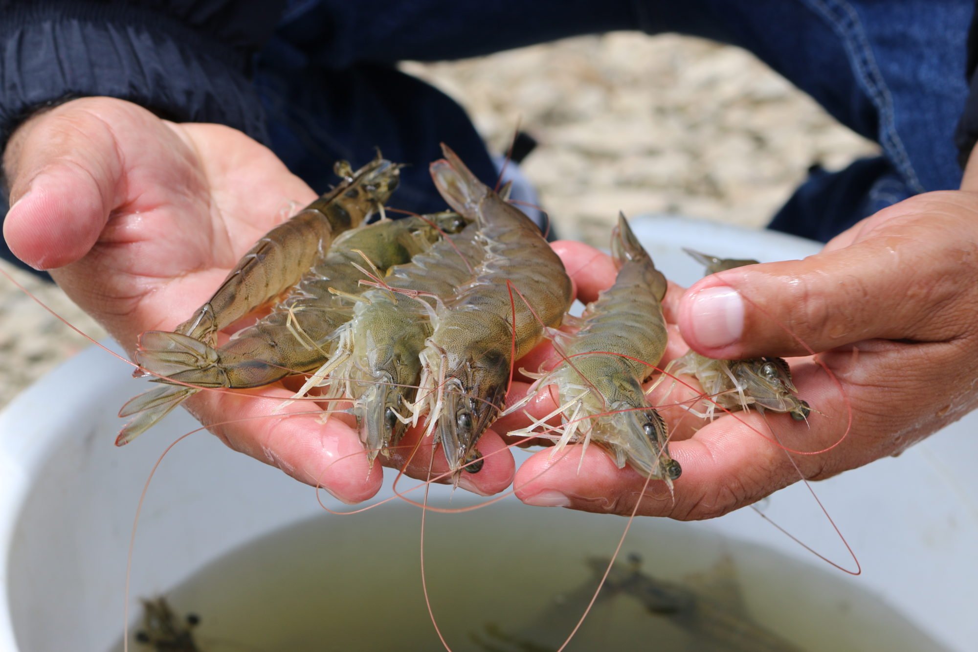 <p>Dos años de un aumento vertiginoso en las exportaciones de camarón de Ecuador a China se paralizaron este mes por cuestiones sanitarias. Foto: Cámara Nacional de Acuacultura (CNA).</p>