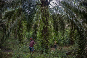 <p>A farmer harvests the palm oil at a plantation in Gunam village, West Kalimantan, Indonesia. (Image:  Afriadi Hikmal / Greenpeace)</p>