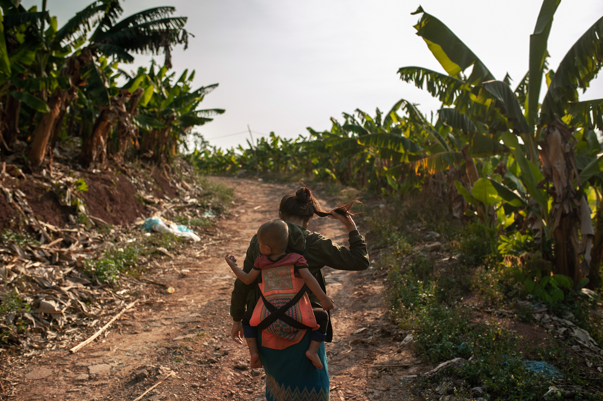 Chinese banana plantations bring work and pollution to Laos