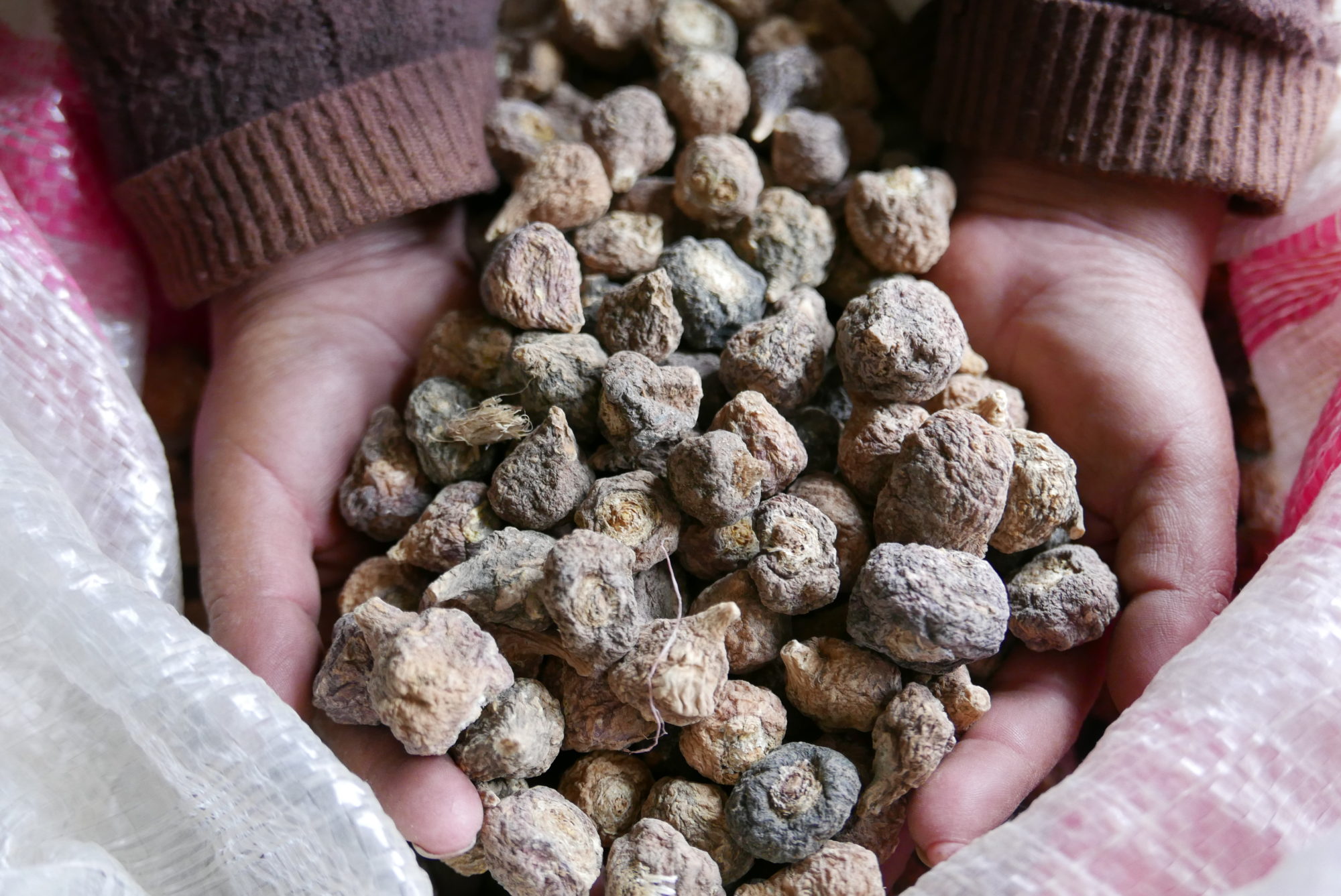 <p>La maca peruana fue objeto de un auge corto que terminó cuando comerciantes chinos se llevaron la raíz de los Andes y la cultivaron en Yunnan. Foto: Jack Lo Lau.</p>