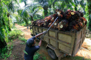 palm oil plantation worker loads oil palm bunches onto truck