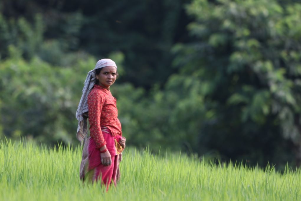 <p>A paddy field on the banks of the Kali Gandaki in Malunga [image by: Abhaya Raj Joshi]</p>