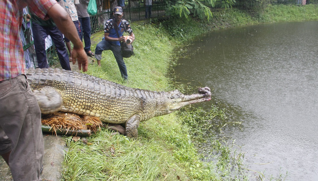 <p>The male gharial named Gorai surrounded by his admirers [image courtesy: IUCN]</p>