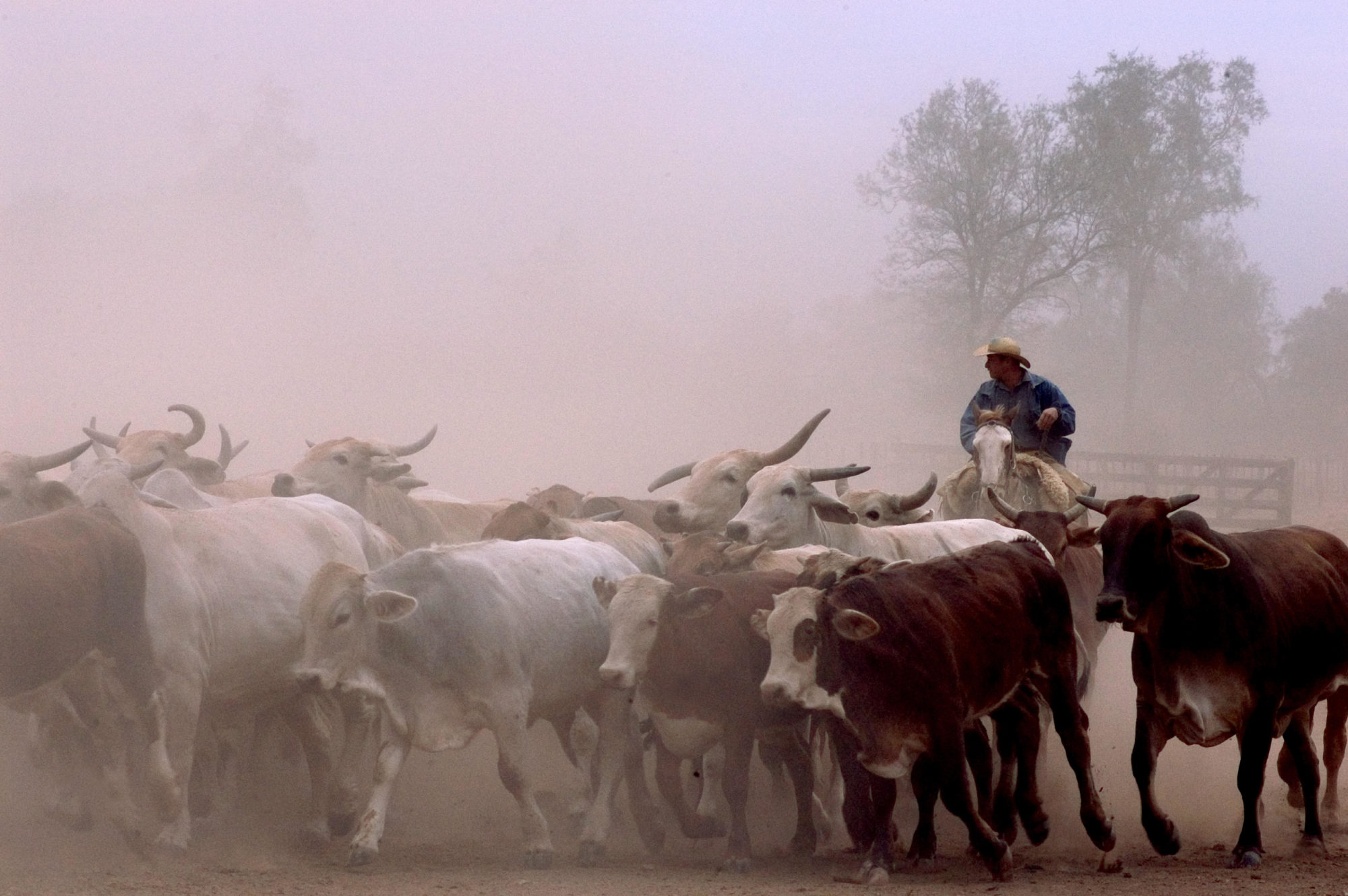 <p>China e Paraguai poderiam estabelecer um comércio de carne bovina, mas o reconhecimento diplomático de Taiwan entre os paraguaios é um obstáculo para o agronegócio paraguaio (imagem: <a href="https://www.alamy.com/another-great-business-of-the-mennonite-colonies-is-breeding-beef-cattle-which-is-freely-fed-into-the-great-plains-and-is-controlled-by-real-cowboys-image179581406.html?pv=1&amp;stamp=2&amp;imageid=1986A7F1-7F31-4FF5-AC16-D034636CA3CC&amp;p=177376&amp;n=0&amp;orientation=0&amp;pn=1&amp;searchtype=0&amp;IsFromSearch=1&amp;srch=foo%3dbar%26st%3d0%26pn%3d1%26ps%3d100%26sortby%3d3%26resultview%3dsortbyRelevant%26npgs%3d0%26qt%3dparaguay%2520beef%26qt_raw%3dparaguay%2520beef%26lic%3d3%26mr%3d0%26pr%3d0%26ot%3d0%26creative%3d%26ag%3d0%26hc%3d0%26pc%3d%26blackwhite%3d%26cutout%3d%26tbar%3d1%26et%3d0x000000000000000000000%26vp%3d0%26loc%3d0%26imgt%3d0%26dtfr%3d%26dtto%3d%26size%3d0xFF%26archive%3d1%26groupid%3d%26pseudoid%3d%26a%3d%26cdid%3d%26cdsrt%3d%26name%3d%26qn%3d%26apalib%3d%26apalic%3d%26lightbox%3d%26gname%3d%26gtype%3d%26xstx%3d0%26simid%3d%26saveQry%3d%26editorial%3d1%26nu%3d%26t%3d%26edoptin%3d%26customgeoip%3dGB%26cap%3d1%26cbstore%3d1%26vd%3d0%26lb%3d%26fi%3d2%26edrf%3d%26ispremium%3d1%26flip%3d0%26pl%3d">Federico Tovoli / Alamy</a>)</p>
<p>&nbsp;</p>