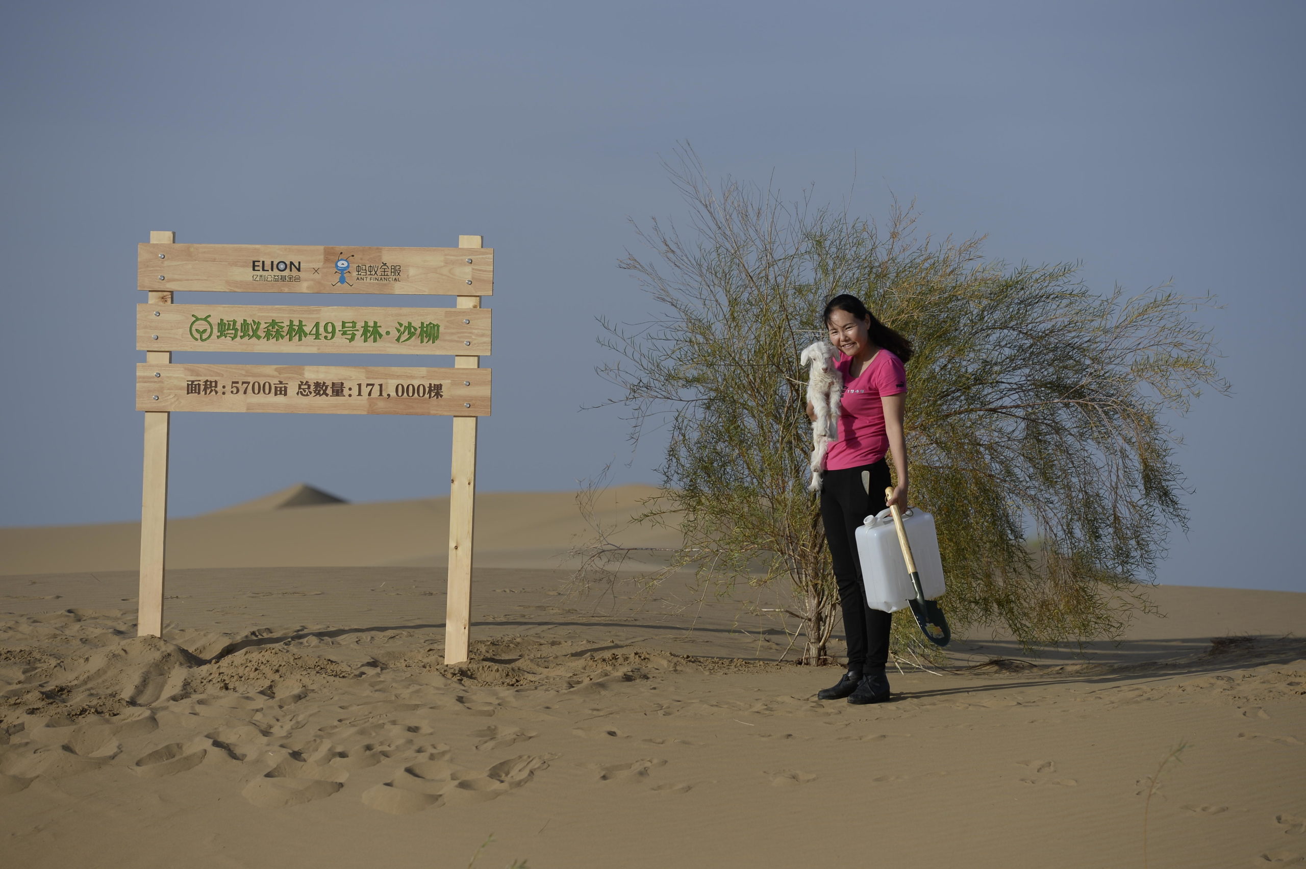 <p>Um local de florestamento da Ant Forest em Kubuqi, na Mongolia. A placa diz: “Área de plantação: 5.700 hectares; Número total de salgueiros: 171.000” (Imagem: Alamy)</p>
