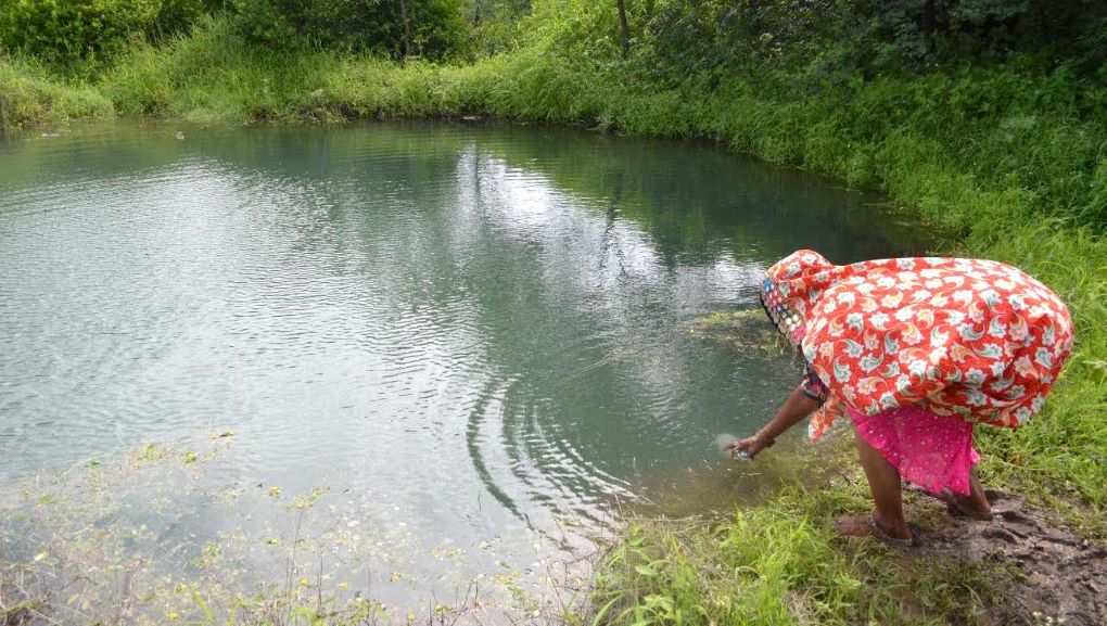 farmer reaches into pond water. Rainwater harvesting and farm ponds play a big role in climate-smart farming [image by: Swayam Shikshan Prayog]