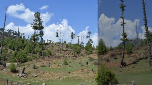 <p>Part of a degraded forest in north Kashmir&#8217;s Bandipora district [image by: Athar Parvaiz]</p>