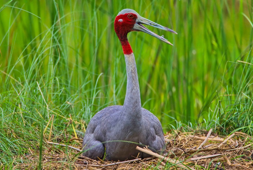 A sarus crane nesting over its egg