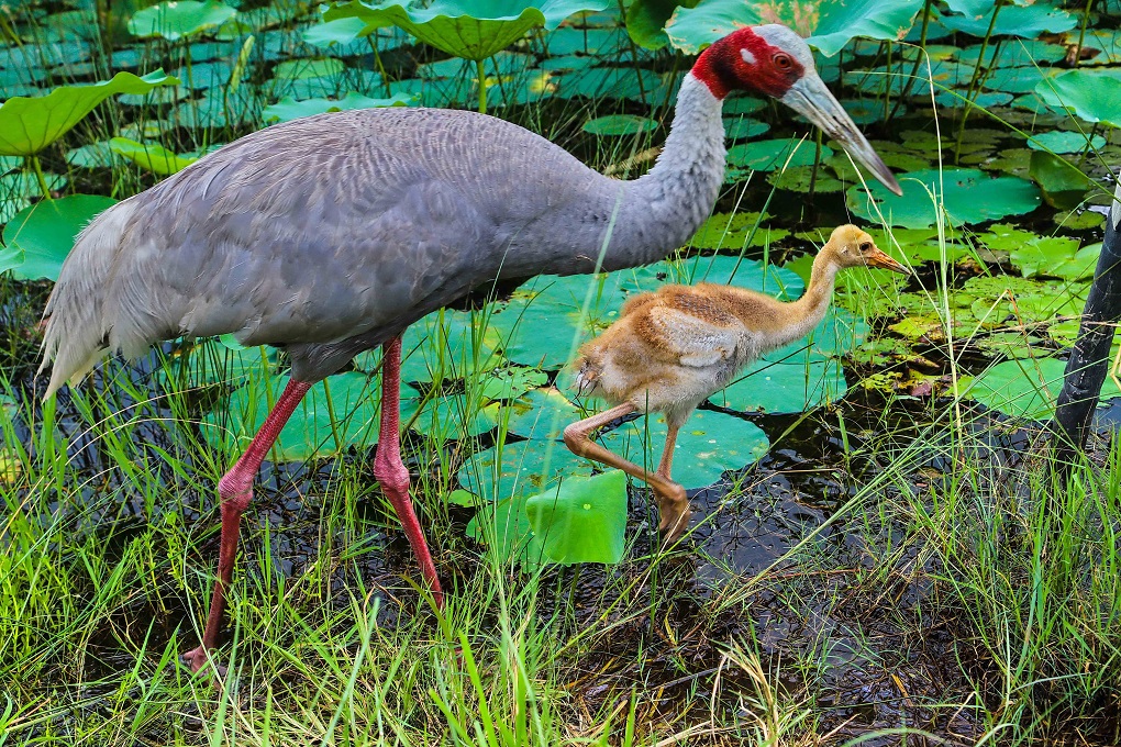 Baby sarus crane walking through pond with parent