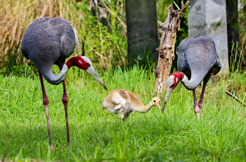 Baby sarus crane with both parents