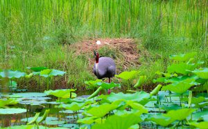 sarus crane before her nest