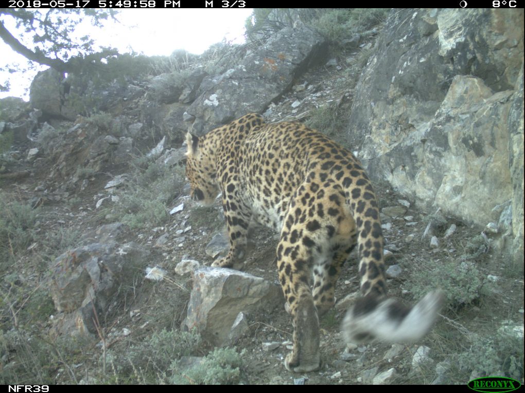 Pakistan Leopard Climate change threatens Pakistan’s elusive snow leopard | Dialogue Earth