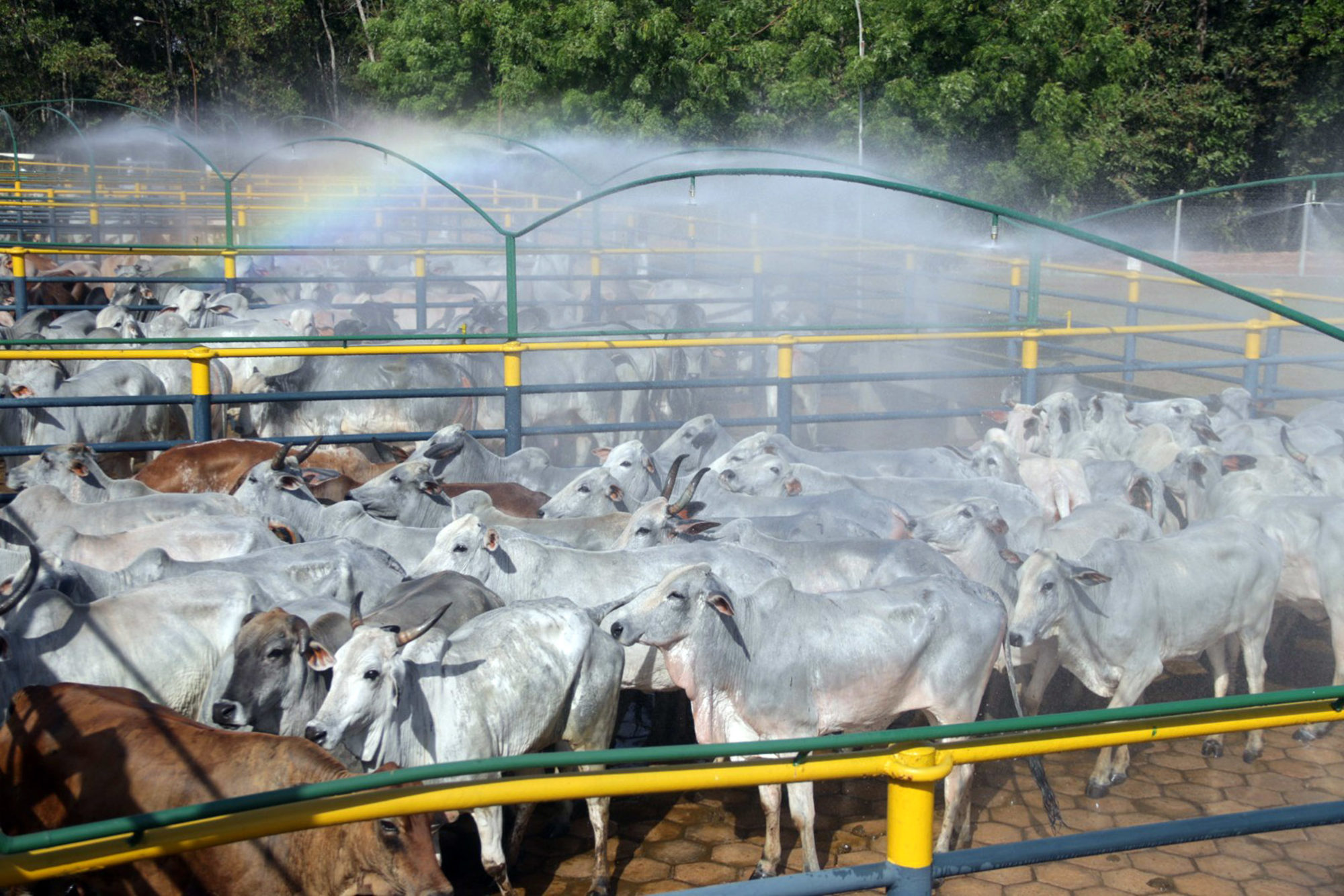cattle farm in Xinguara in the state of Pará, Brazil.