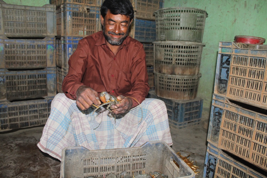Md Selim, an exporter, is processing a fully grown crab [image by: Banani Mallick]
