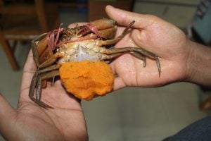 Underside of crab. Artificial hatcheries have started producing crabs for the first time in Bangladesh.