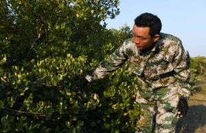 <p>Um guarda florestal inspeciona manguezais em uma reserva natural na cidade de Danzhou, província de Hainan. Os manguezais são uma das inúmeras soluções baseadas na natureza para a crise climática (imagem: Alamy)</p>