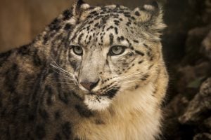 Snow leopard, Pakistan