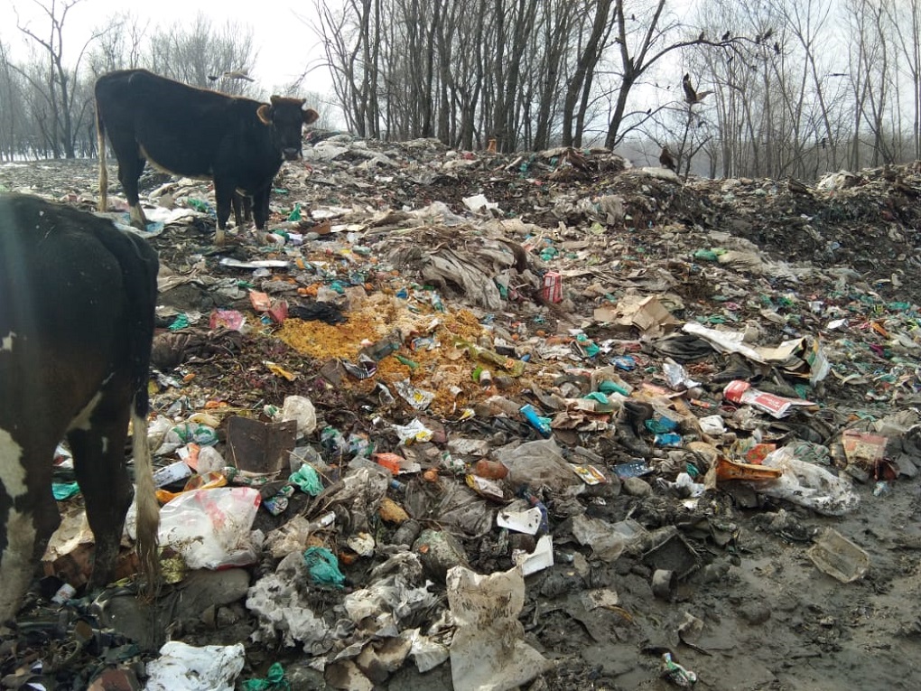 Cows next to the trash dump next to Wular Lake [image by: Raja Muzaffar Bhat]