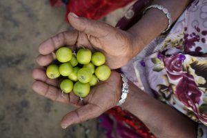 An old woman holds the fruit of the initiative in her hands [image by: Manoj Genani]