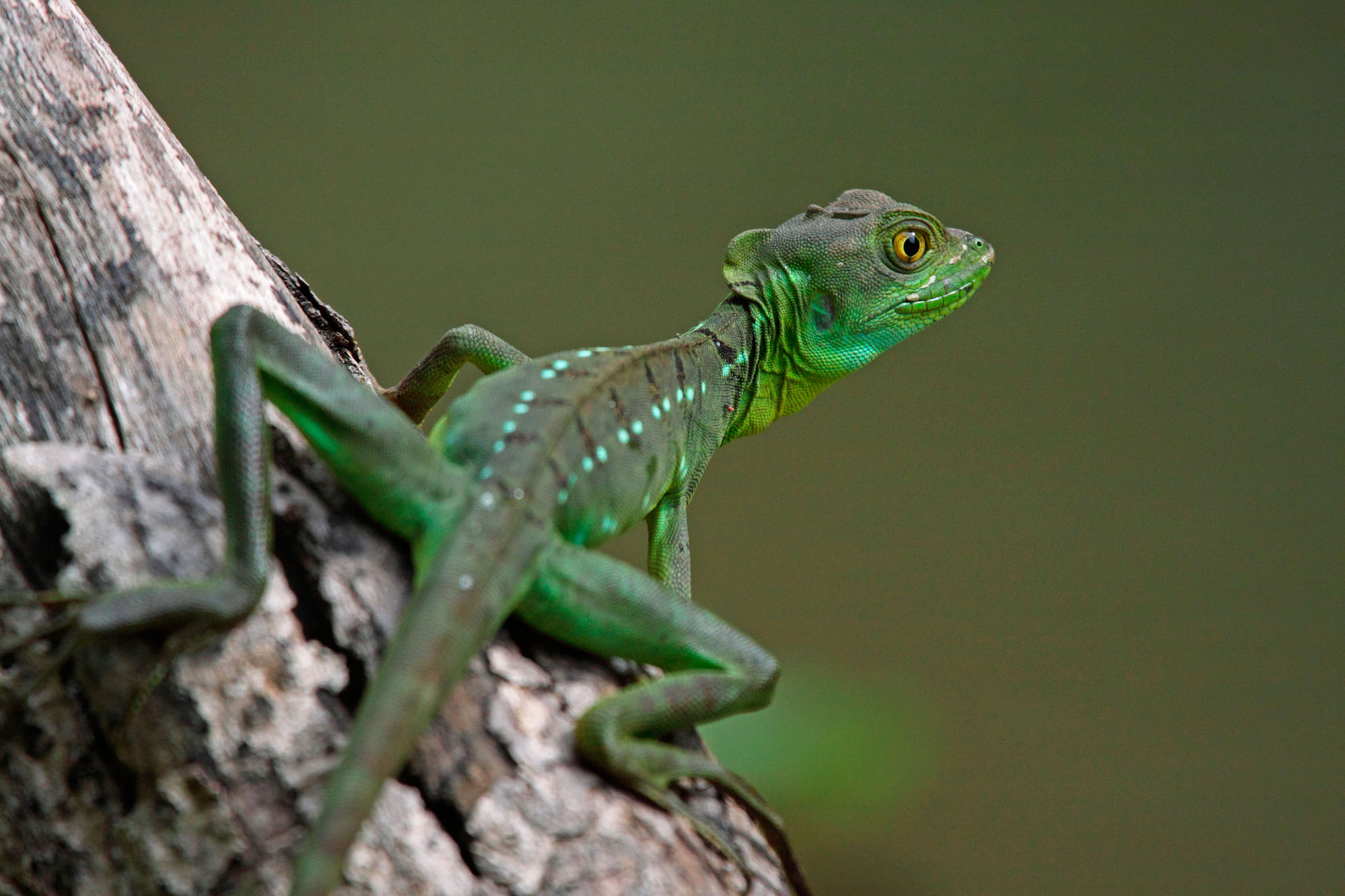 <p>A juvenile Green Basilisk in Costa Rica&#8217;s Tortuguero National Park. New global targets to protect the world&#8217;s flora and fauna will be thrashed out at COP15 in Kunming, China, later this year (image: <span id="automationNormalName">Adrian hepworth</span> / Alamy)</p>