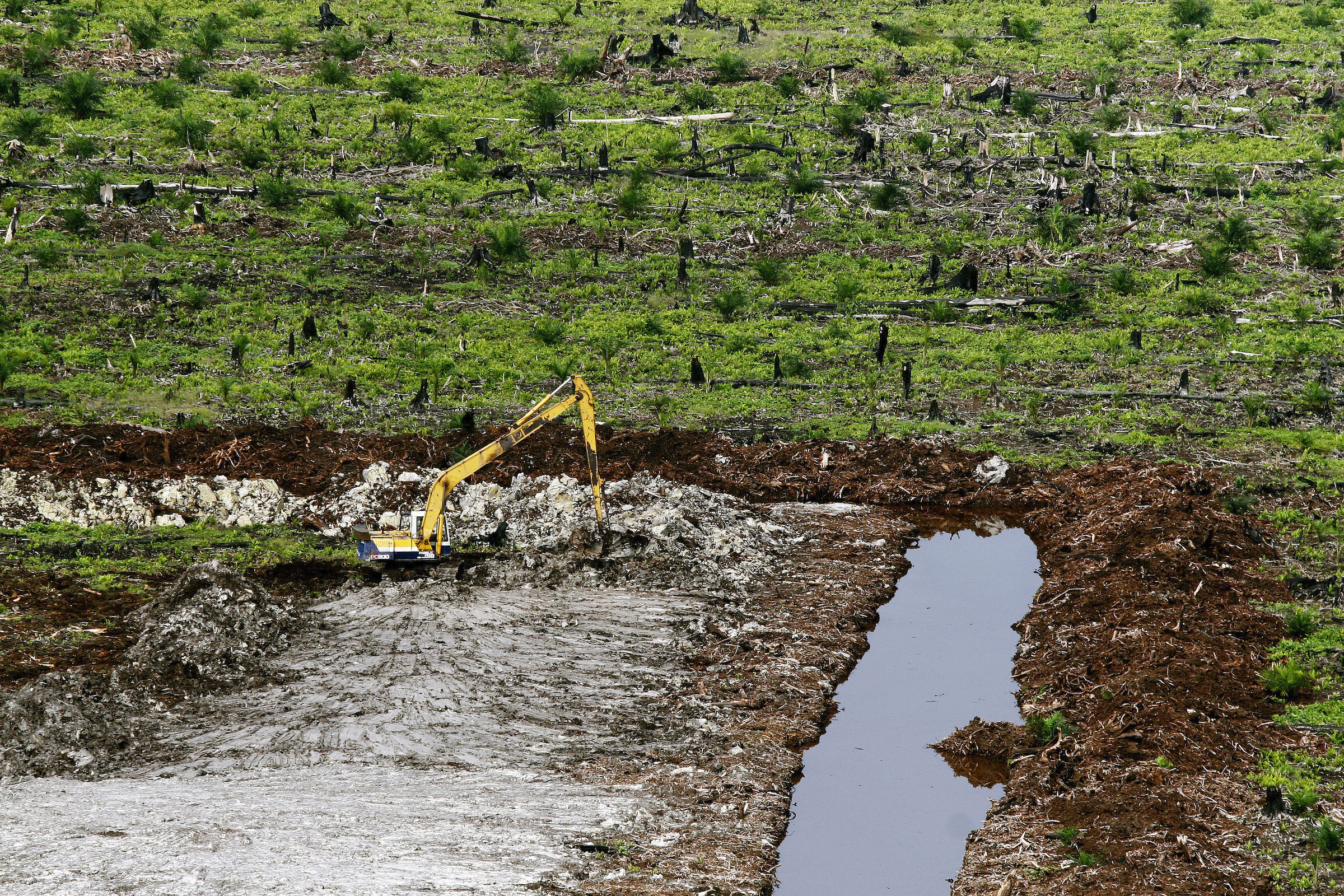 <p>Kerumutan peat swamp forest, Sumatra, Indonesia (Image: Oka Budhi / Greenpeace)</p>