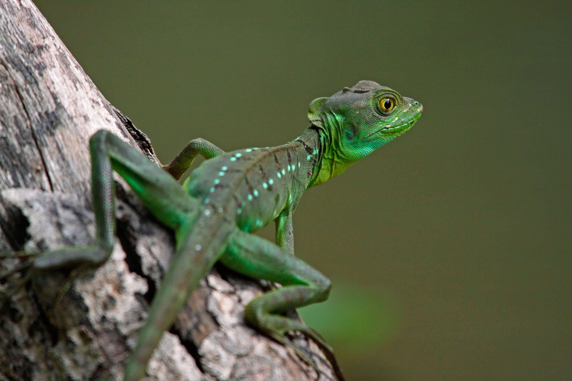 <p>Un basilisco verde juvenil en el Parque Nacional Tortuguero de Costa Rica. Nuevos objetivos globales para proteger la flora y la fauna del mundo serán superados en la COP15 en Kunming, China, a finales de este año (imagen Adrian hepworth / Alamy)</p>