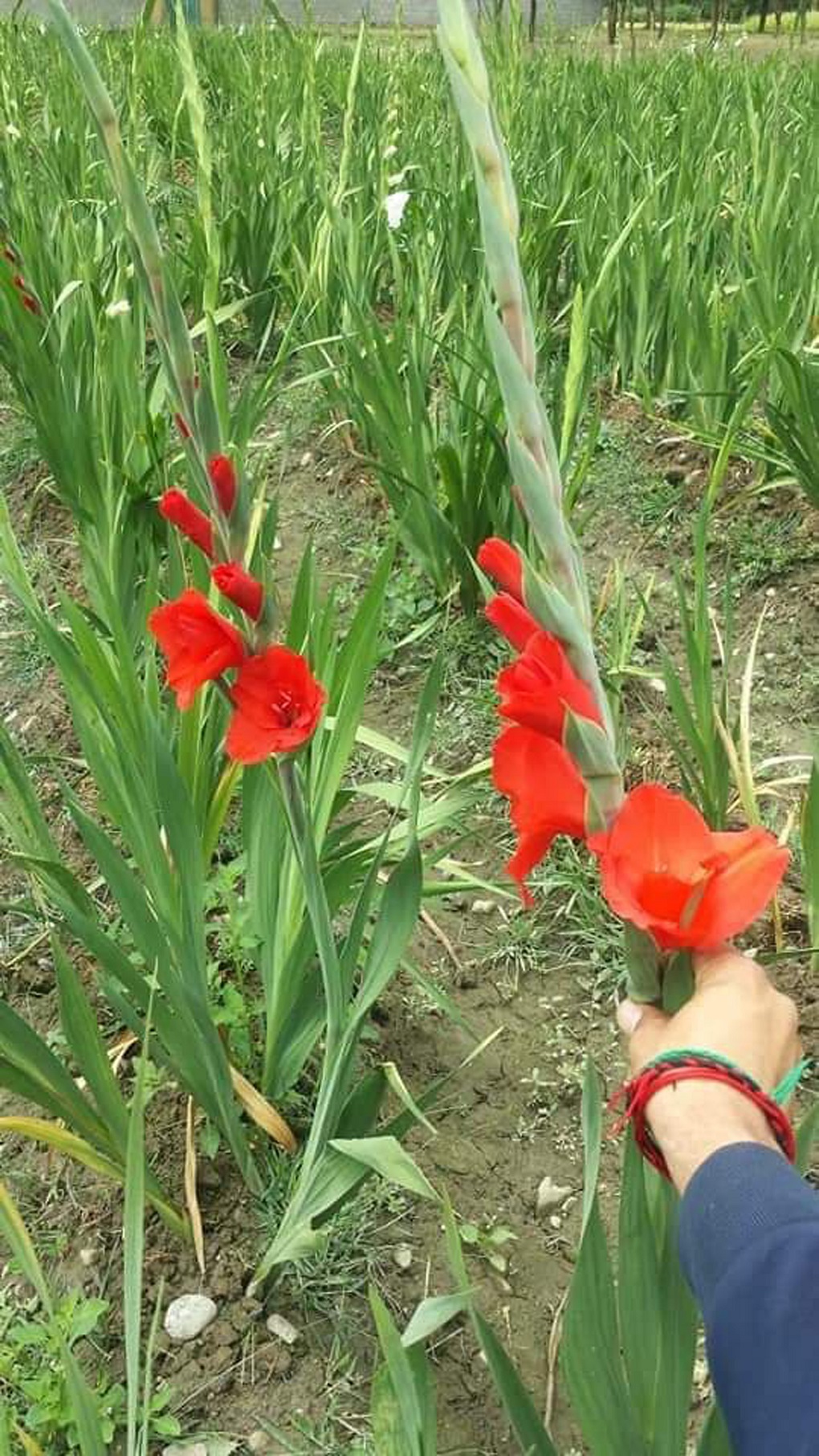 Gladiolus flower field near Shiger [image by: Ghulam Mohiuddin]