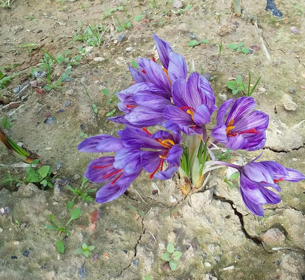 Saffron flower in bloom 