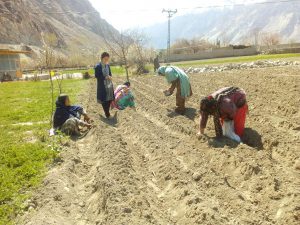<p>Preparation of field for gladiolus sowing time [image by: Rozina Baber]</p>