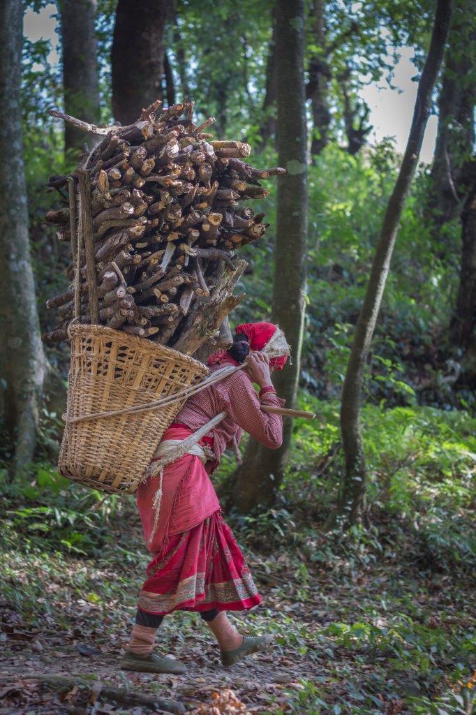 Woman carrying large stack of wood on her back for use as heat energy. Women bear a disproportionate burden [image courtesy: ICIMOD]
