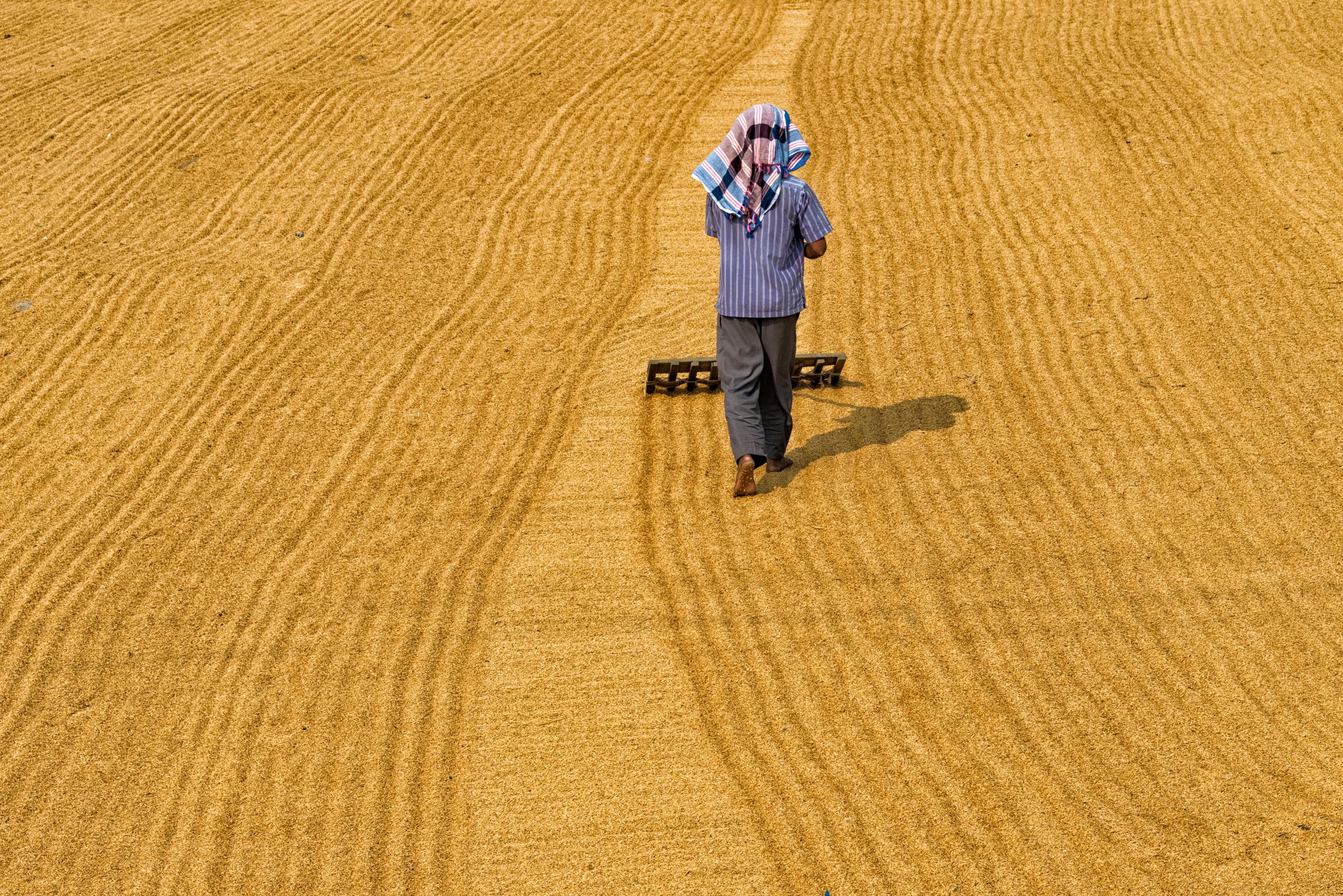 <p>Farmer drying rice in Rajshahi division, Bangladesh (Keren Su/China Span/Alamy)</p>