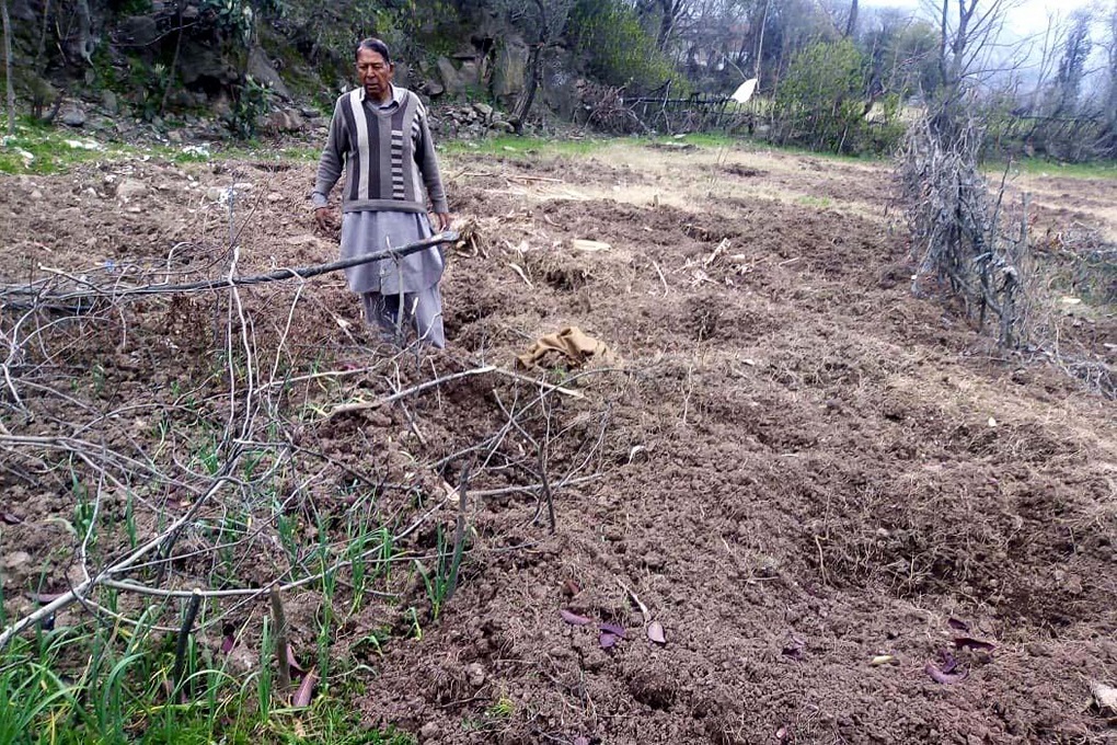 ایبٹ آباد ضلع کے نتھیاگیلی کے علاقے بکوٹ میں ایک کسان جنگلی سؤر کے ریوڑ سے تباہ ہونے والے اپنے کھیت میں کھڑا ہے -( تصویر بشکریہ عدیل سعید )