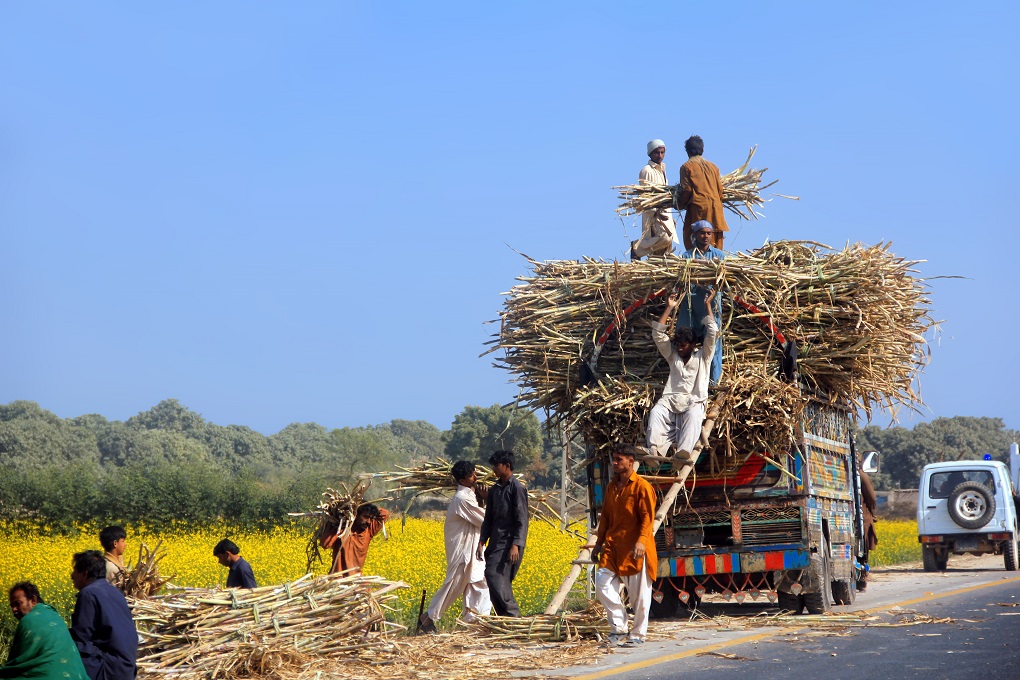 workers loading a truck with sugarcane. Sugarcane keeps widening its ambit, even in water-scarce regions like Sindh's Thar areas [image by: Tahir Saleem]