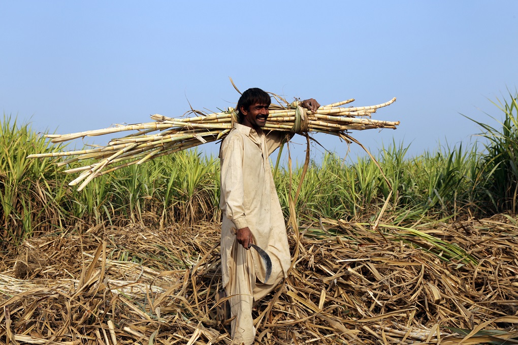 Farmers will plant what sells well; Dadu Singh with his sugarcane crop [image by: Tahir Saleem]