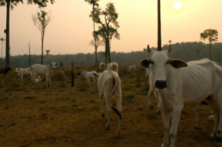 <p>La ganadería está asociada a la deforestación en varias áreas del Amazonas en Brasil (imagen: Alamy)</p>