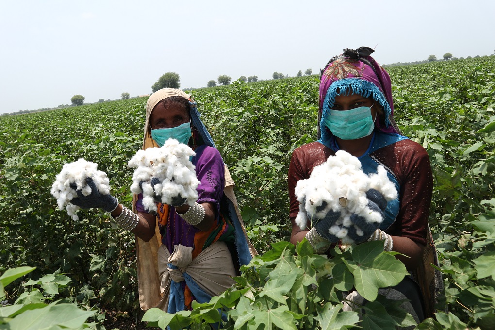 Two women holding cotton collected from the crop field. “Cotton is one crop that is only picked by women, so [a reduction] will bring down the prospect of work for women. It’s an opportunity that has been taken away from them," said Rabia Sultan [image courtesy: CABI]