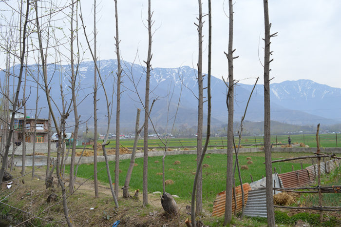 Roadside lined with poplar trees near Srinagar, Kashmir