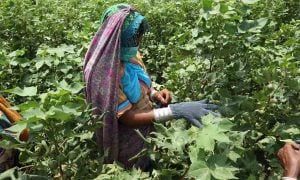 <p>Due to lack of investment, research and helpful policies, cotton is making way for sugarcane in Pakistan [image courtesy: CABI]</p>